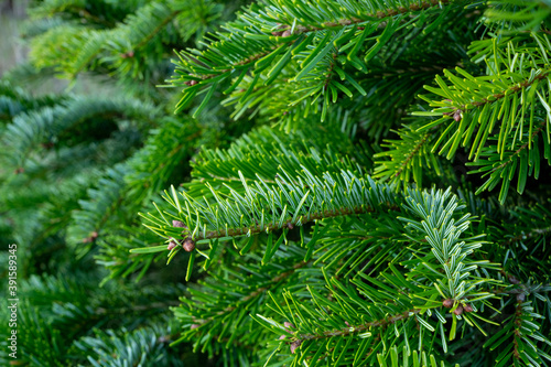 Plantation of evergreen nordmann firs, christmas tree growing ourdoor © barmalini