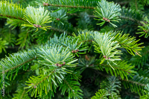 Plantation of evergreen nordmann firs  christmas tree growing ourdoor