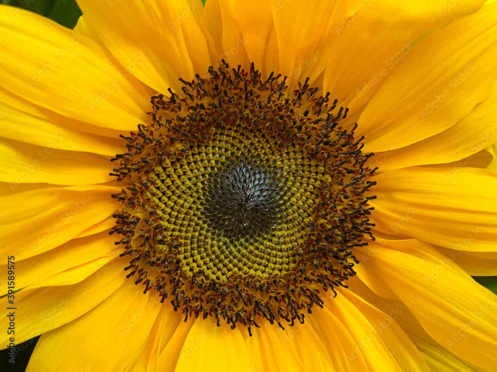 Obraz premium Blooming sunflower flower