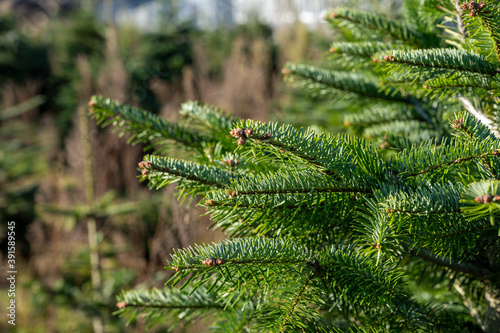 Plantation of evergreen nordmann firs, christmas tree growing ourdoor