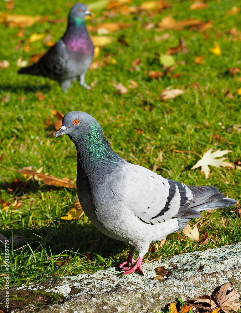 Obraz premium Pigeon in the park. Feral pigeon. Columba livia domestica.