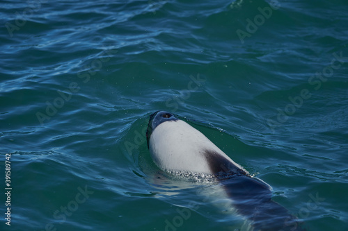 
Black and white Commerson Dolphins swimming in the turquoise water of the atlantic ocean at the coast of patagonia in argentina, showing of their blow hole and dorsal fin and splashing some water photo