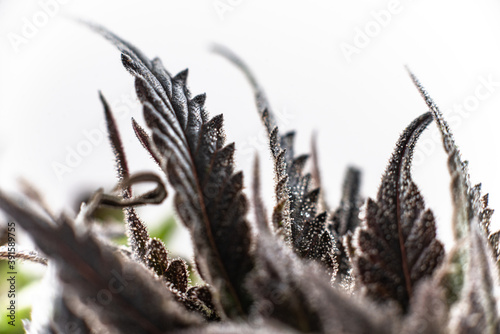 Φωτογραφία medical cannabis leaves in trichomes and resins terpene profile