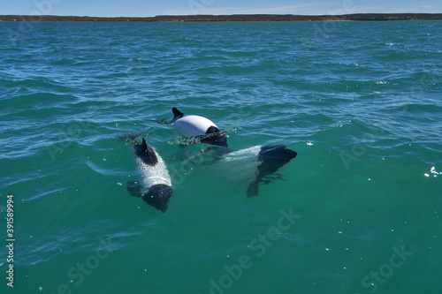  Black and white Commerson Dolphins swimming in the turquoise water of the atlantic ocean at the coast of patagonia in argentina, showing of their blow hole and dorsal fin and splashing some water © Jens