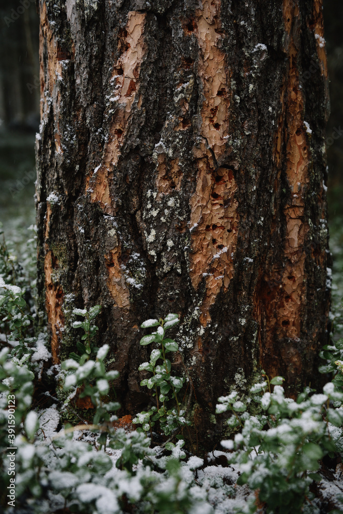 Woodpecker work-holes on the pine trunk. Woodpecker work-holes on the pine trunk.