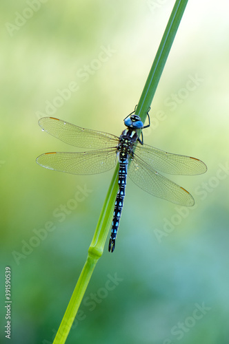 Early in the morning Large dragonfly on a blade of grass dries its wings from dew