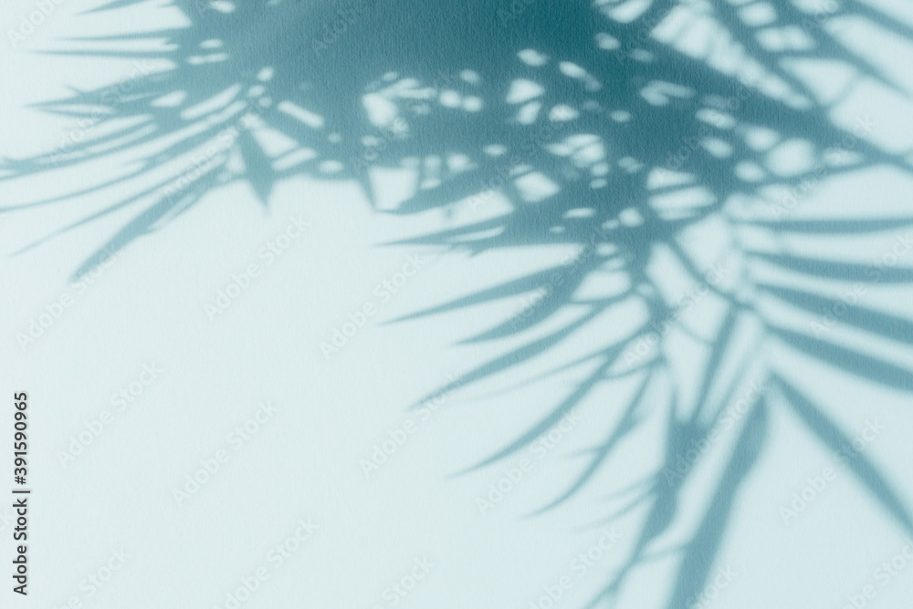 Obraz premium Palm leaf shadows on blue wall. Copy space. Backdrop texture for design