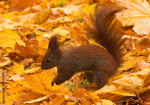 Squirrel in the park. Red squirrel. Eurasian red squirrel  Sciurus vulgaris 