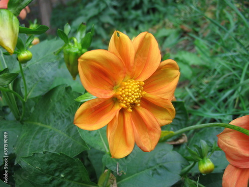 Close-up shot of a flower.