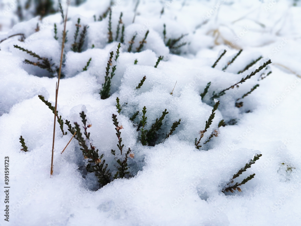 Tiny heather branches frozen into the snow. Thin layer of snow covering the plants. White snow coverage. Selective focus on the plants, blurred background.