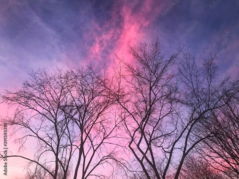 Fototapeta premium sunset in the woods
