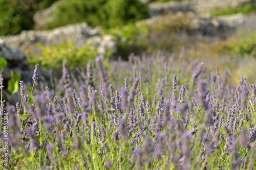 Lavender field in Brusje  Hvar Island  Croatia