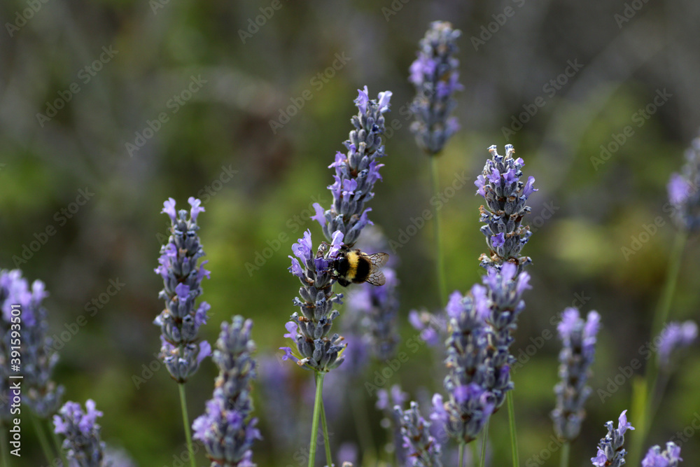 Bee on lavender, Lavender Field near Brusje, Hvar Island, Croatia Bee on lavender, Lavender Field near Brusje, Hvar Island, Croatia