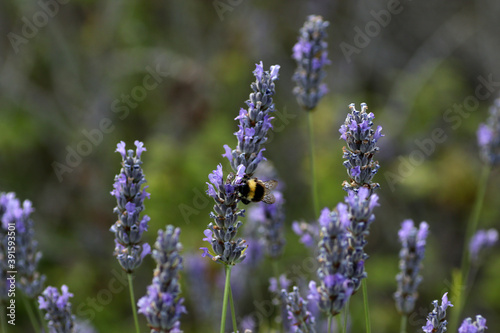 Bee on lavender, Lavender Field near Brusje, Hvar Island, Croatia