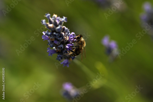 Bee on lavender  Lavender Field near Brusje  Hvar Island  Croatia