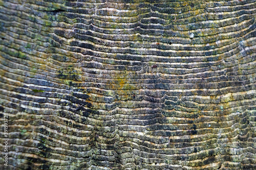 Texture in cut tree trunk (detail) photo