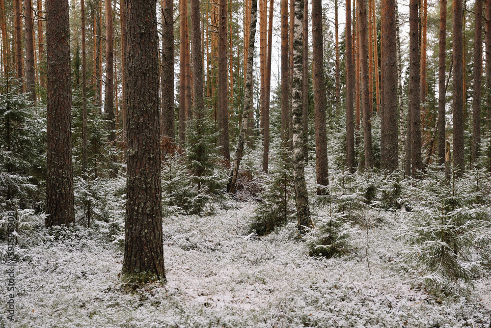Fototapeta premium Fir trees in late autumn