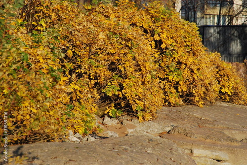 Yellow foliage wall
Bushes grow over the concrete panel. Bushes and concrete illuminate the rays of the setting sun. Bushes go into the distance. Shades of yellow and brown. Sunny evening on the emban photo