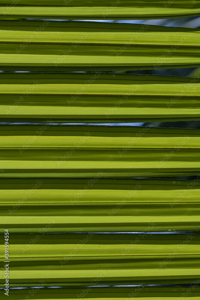 Close up of a pattern and texture green palm leave background. Close up of a pattern and texture green palm leave background.