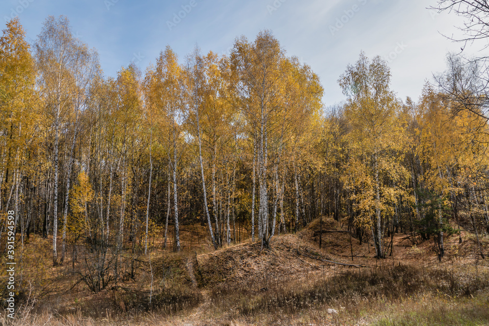Fototapeta premium Golden, autumn, October, day, sky, clouds, nature, walk, forest, trees, yellow, orange, foliage, withered, grass, path, distance, space, height, light, shadow, glare