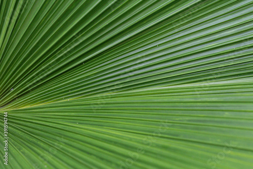 Close up of a pattern and texture green palm leave background. © alohapatty