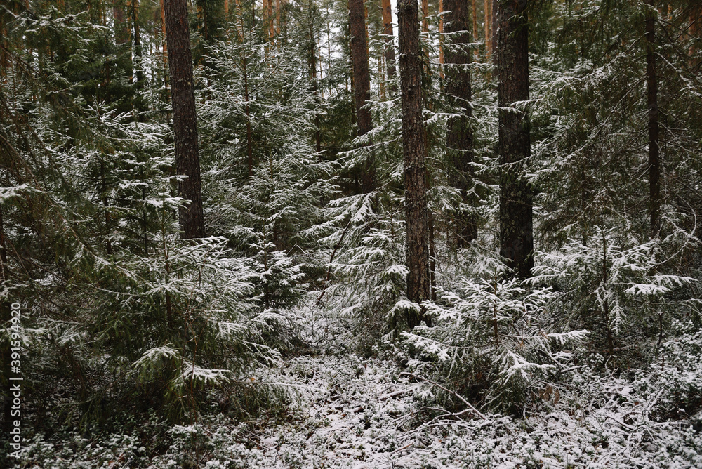 Fototapeta premium Fir trees in late autumn