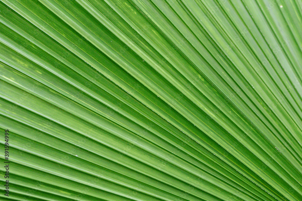 Close up of a pattern and texture green palm leave background. Close up of a pattern and texture green palm leave background.