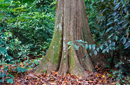 Tabular roots on tropical rainforest photo