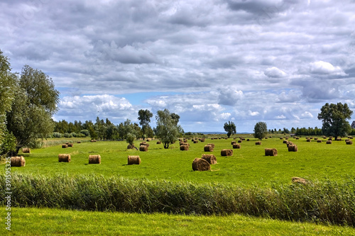 Harvested hay bales scattered on the meadow druring summer.