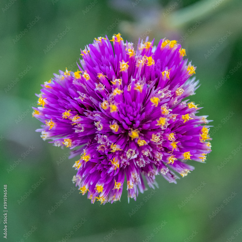 Fleur violette et jaune formant un effet d'aspiration Fleur violette et jaune formant un effet d'aspiration