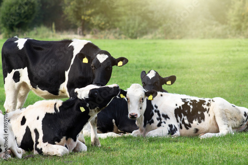 Gruppe Holstein-Rinder auf einer Wiese © Aul Zitzke