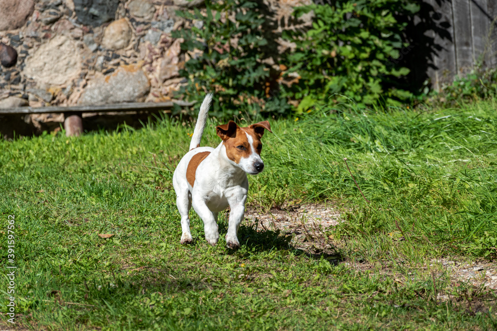 Running and curious cute Jack Russell Terrier. Running and curious cute Jack Russell Terrier.