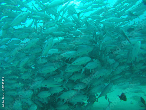 underwater world of fish