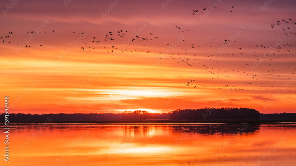 birds flying into sunset sky	