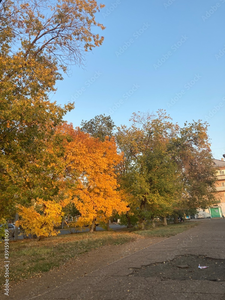 Naklejka premium autumn in the park