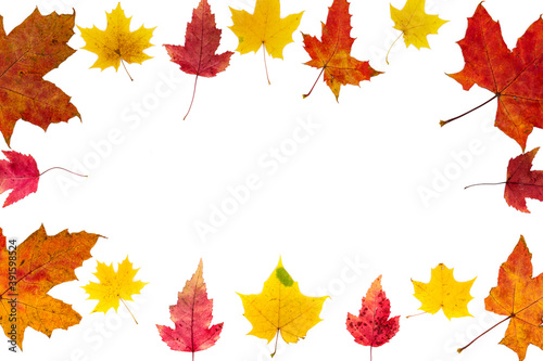 Closed frame of autumn leaves of different colors and different types on a white background.
