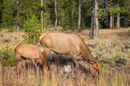 Yellowstone National Park