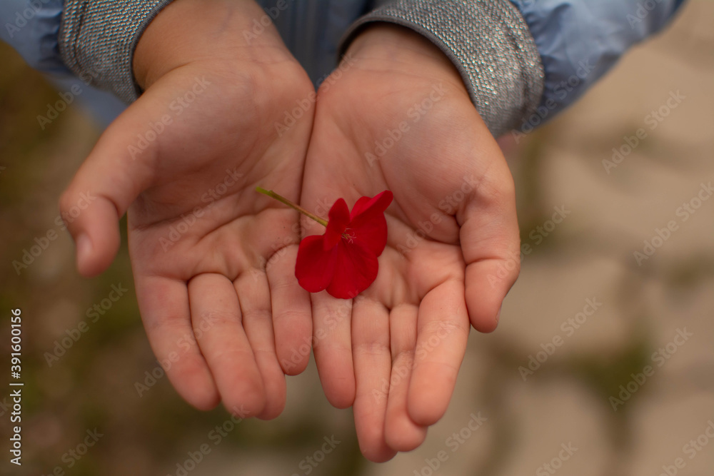 Red flower in childs hands on the autumn background. Top view with copy space for your text. Red flower in childs hands on the autumn background. Top view with copy space for your text.