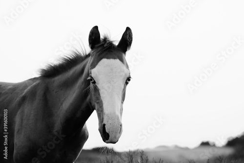 Foal horse portrait close up on white background.