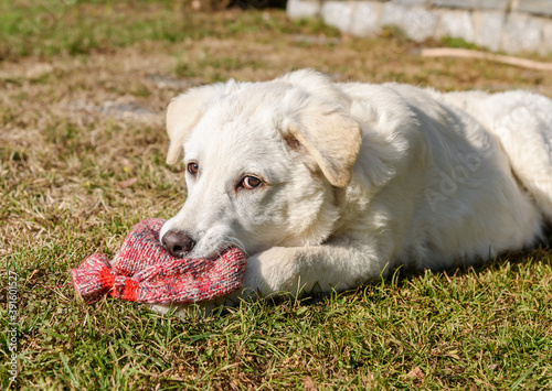 Cute white puppy dog, similar Labrador, is chewing the wool sock in the garden.