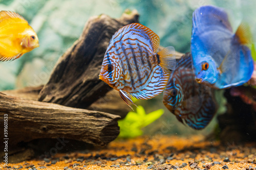 Konstfotografi View of discus fish swimming in planted aquarium