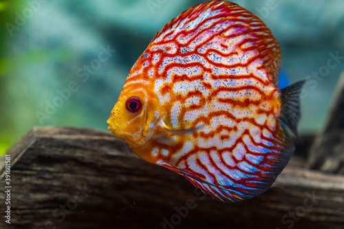 Close up view of gorgeous checkerboard red map discus aquarium fish isolated on background. Hobby concept.