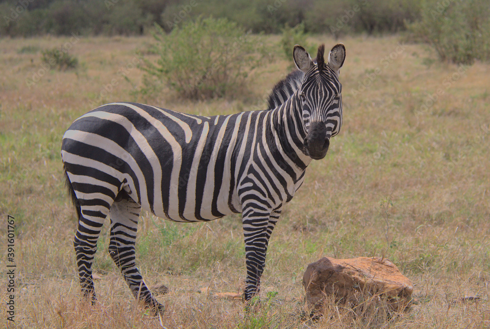 common zebra standing in the wild masai mara kenya looking at camera and winking common zebra standing in the wild masai mara kenya looking at camera and winking