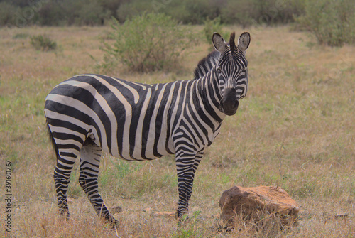 common zebra standing in the wild masai mara kenya looking at camera and winking
