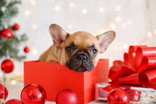 christmas dog in  gift box, french bulldog puppy with christmas decorations