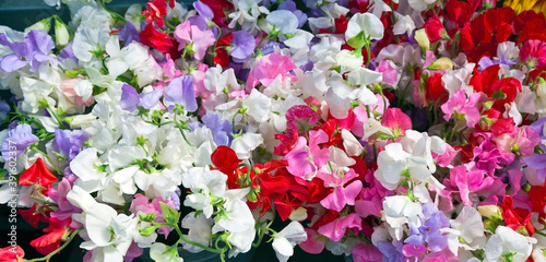 Foto Colorful fragrant sweet pea flowers.