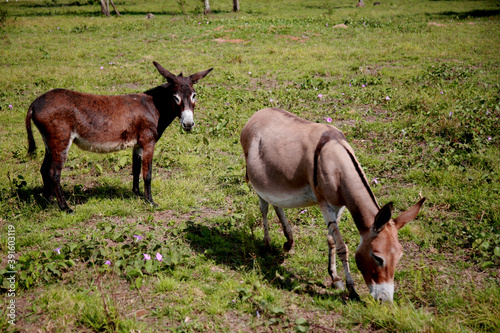 mata de sao joao, bahia / brazil - november 08, 2020: donkey is seen on a farm in the rural area of the city of Mata de Sao Joao. photo