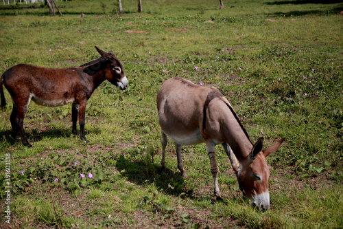 mata de sao joao, bahia / brazil - november 08, 2020: donkey is seen on a farm in the rural area of the city of Mata de Sao Joao. photo