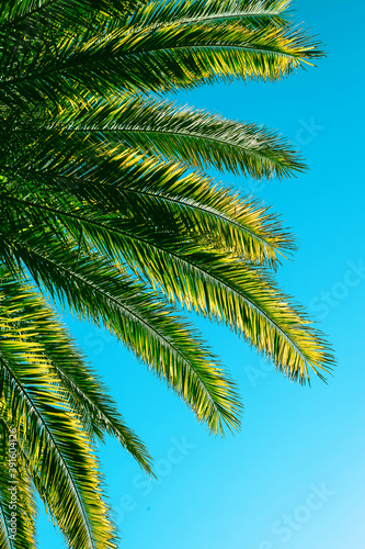 Beautiful palm background outdoor. Palm leaves background. © belart84