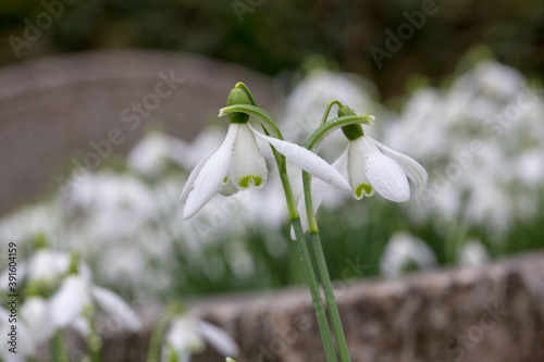 Early English spring snowdrops growing in the churchyard at Cottisford in rural Oxfordshire © Peter Greenway